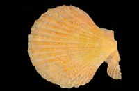 藏品(高貴海扇蛤)的圖片